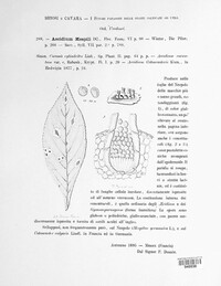 Gymnosporangium mespili image
